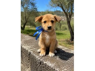 Regalo cuccioli taglia medio piccola