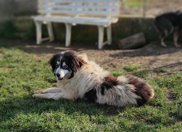 CANE IN ADOZIONE: PEGGY, dolce e determinata. - Foto 3