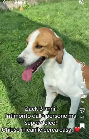 I CUCCIOLI DIMENTICATI ZACK e ZELDA tg medio contenuta, cane in adozione - Foto 3