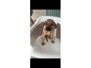 Regalo cuccioli incrocio labrador