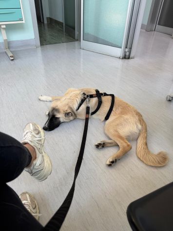 Cerchiamo urgente stallo casalingo post-operatorio