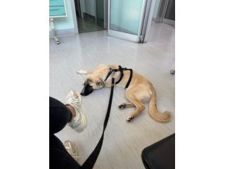 Cerchiamo urgente stallo casalingo post-operatorio