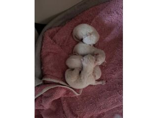 Cuccioli di ragdoll
