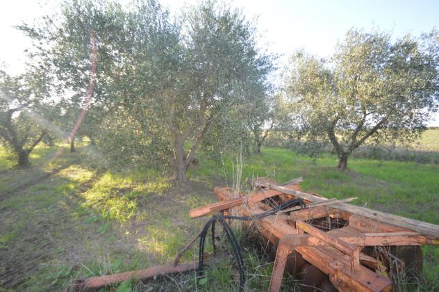 Seminativo in vendita a Grosseto - Foto 9
