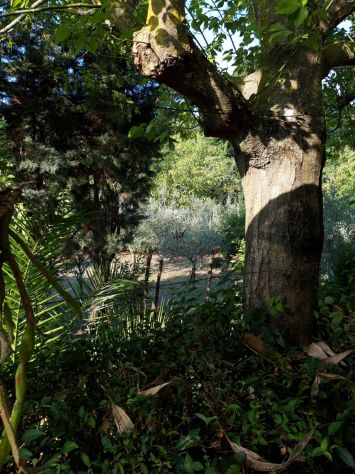 Compendio indipendente con fabbricati e terreno - Foto 3