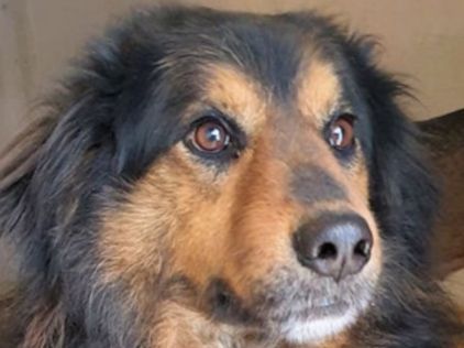 CANE IN ADOZIONE: ARDIAN, simil bernese - Foto 4