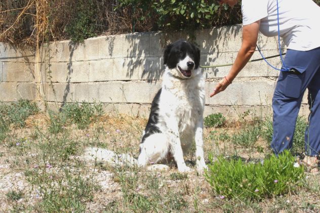 Portami via con te, regalami una vita fuori dal canile! - Foto 2