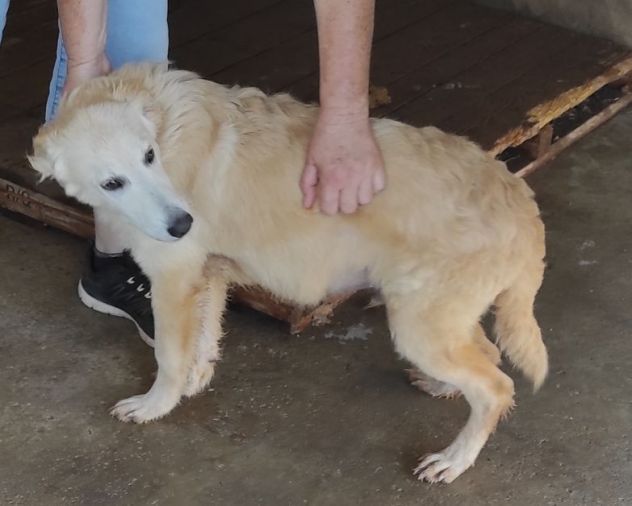 CUCCIOLO IN ADOZIONE: DUCCIO - Foto 3
