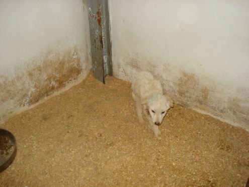 NANETTA E CIOPPI, due cuccioli in cerca di casa - Foto 2