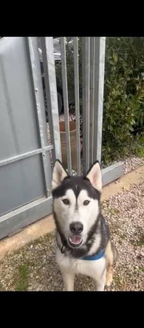 Aron husky - Foto 3
