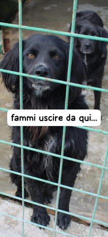 NERINO 3 ANNI 15/16 kg - Foto 2