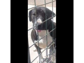SILVESTRO DOLCISSIMO CANE IN ADOZIONE