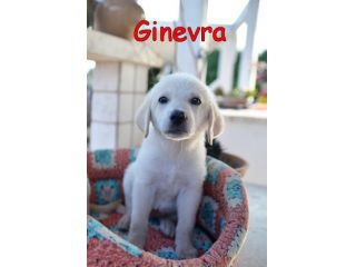 Pechino e Ginevra, cuccioli simil labrador in adozione