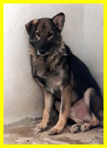 ALBERTO, SPAVENTATO SIMIL LUPETTO CERCA CASA - Foto 4