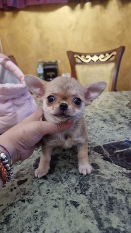 Chihuahua femmina pelo corto crema Roma - Foto 5