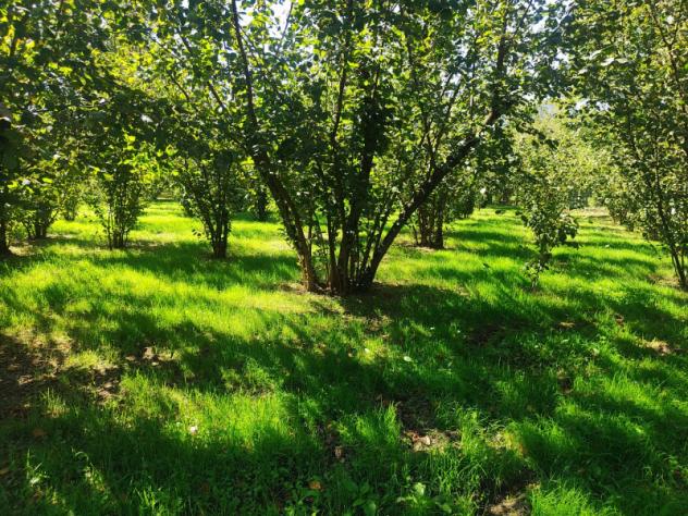 Agricolo in Via Bosco Magliano - Foto 9