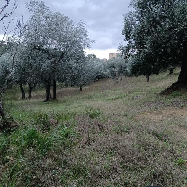 SIENA vendesi terreno AGRICOLO località COLONNA SAN DI 20000 MQ - Foto 10