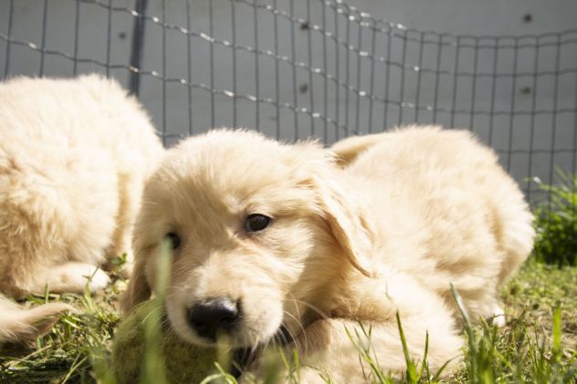 GOLDEN RETRIEVER CUCCIOLI - Foto 3
