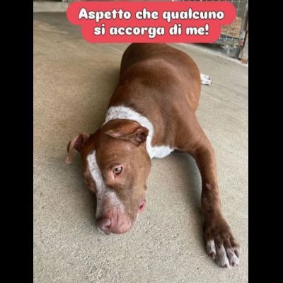 ZOE NON CE LA FA' PIÙ CANE IN ADOZIONE
