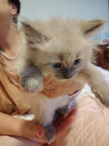 Vendesi gatti Siberiani cuccioli - Foto 5