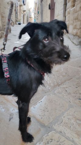 Regalo cucciolo simil schnauzer - Foto 3