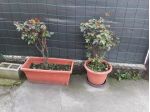 Piccoli lavori di giardinaggio