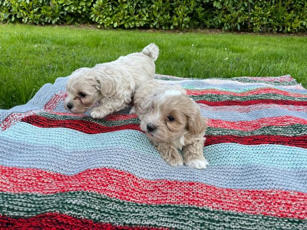 MALTIPOO - Foto 2