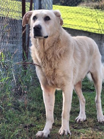 MARIA MERAVIGLIOSA e SOCIEVOLE, CANE IN ADOZIONE - Foto 3