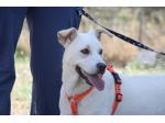 Cucciola meravigliosa attende una famiglia, adotta un cane dal canile.