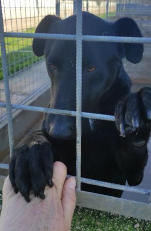 AARON coccolone e amorevole cane in adozione - Foto 2