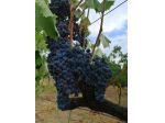 Terreno agricolo in vendita a Scansano 180000 mq  Rif: 1256063
