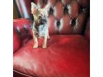 Chihuahua pelo corto