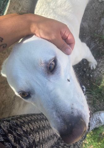 HOTSPOT GIOIOSO AFFETTUOSO SOCIEVOLE, CAGNOLINO IN ADOZIONE - Foto 4