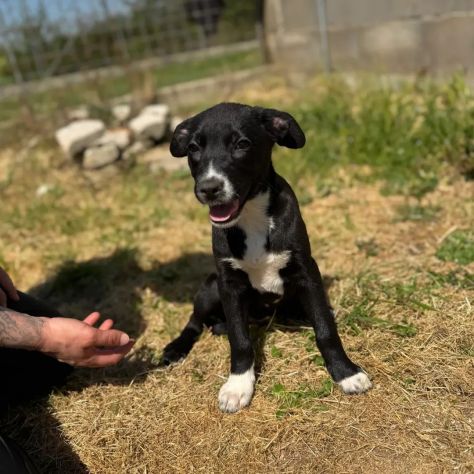 NOVA LA TENEREZZA CUCCIOLA IN ADOZIONE - Foto 2