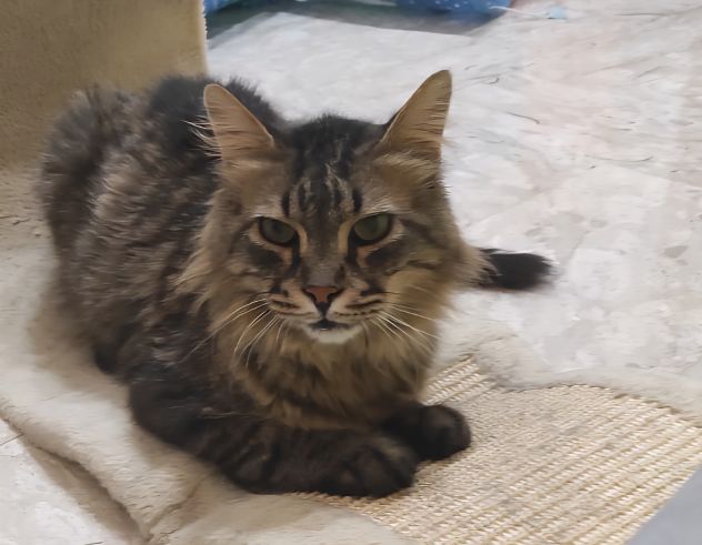 JUAN, micione di 9 anni - Foto 4