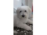 Maltese PER MONTA