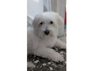 Maltese PER MONTA