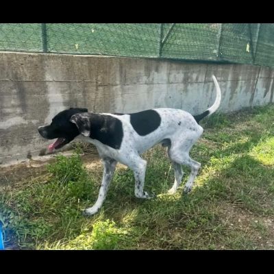 QUASAR POINTER AFFETTUOSO CANE IN ADOZIONE - Foto 6