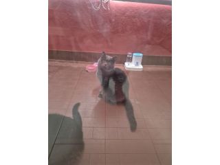 GATTI A BOLOGNA IN ADOZIONE