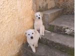 Regalo cuccioli