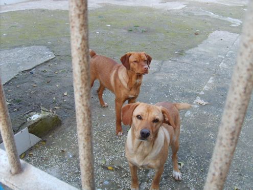 JACK E JESS, mix rhodesian - Foto 3
