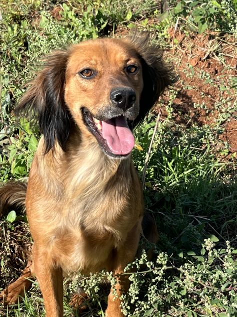 Aky un dolce e spiritoso cagnolino