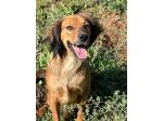 Aky un dolce e spiritoso cagnolino