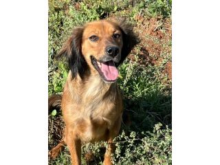Aky un dolce e spiritoso cagnolino