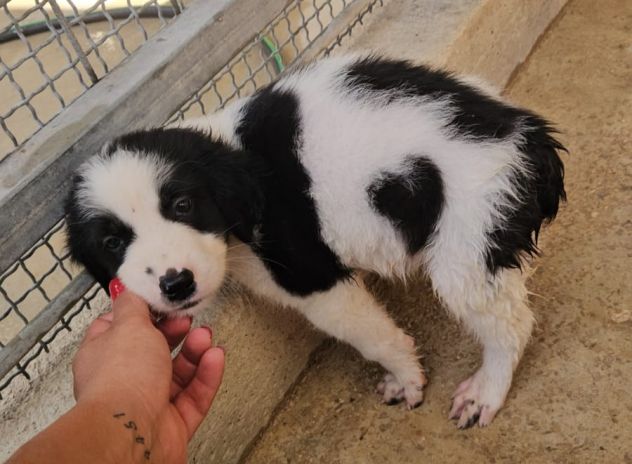 Rino: 2 mesi taglia contenuta - Foto 7