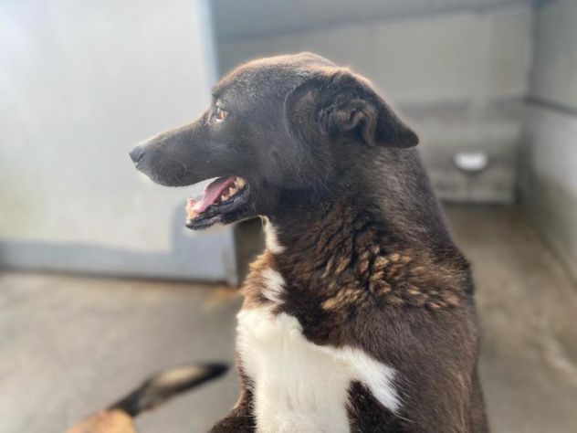 FAMMI USCIRE DA QUESTO BOX CANE IN ADOZIONE - Foto 4