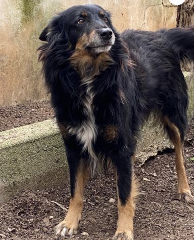 Patrik, una vita in canile - Foto 7