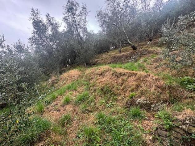 Terreno agricolo in vendita a Calci 5290 mq Rif: 1402665 - Foto 4
