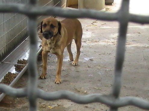 TRISTANO, mix labrador speciale - Foto 2