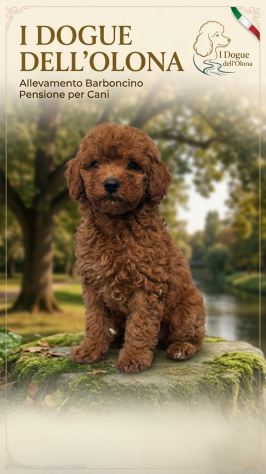 Cuccioli di barboncino toy